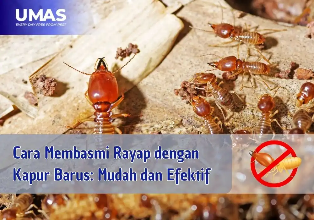 Cara Membasmi Rayap dengan Kapur Barus