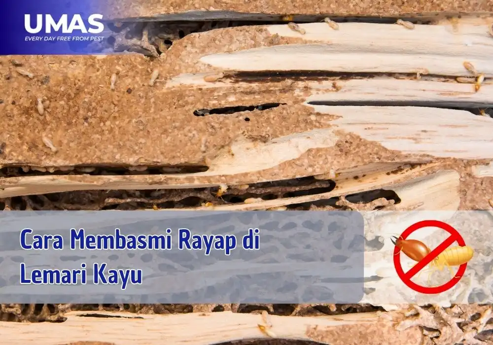 cara membasmi rayap di lemari kayu