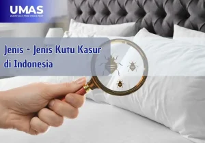 Jenis Kutu Busuk