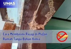 cara membasmi rayap di plafon rumah