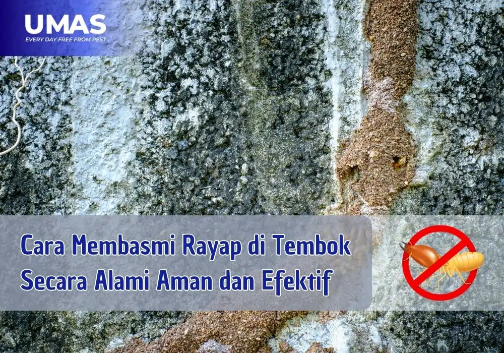 cara membasmi rayap di tembok secara alami