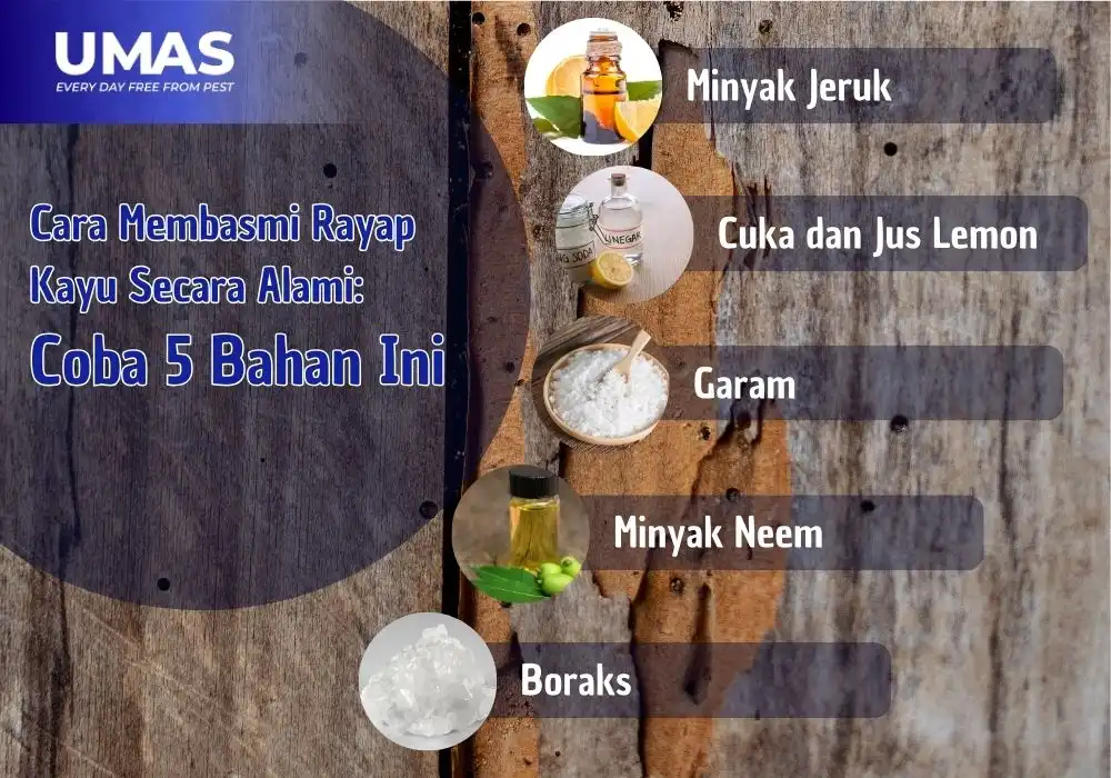 cara membasmi rayap kayu secara alami